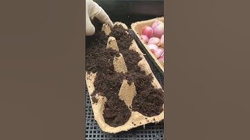 intelligent idea of ​​sowing onions using an egg trailer #shorts