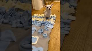 Hunde-Überraschung: ein Schnüffelteppich #ViktoriaSarina