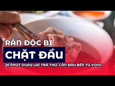 Rắn độc bị chặt đầu 20 phút quay lại trả thù, cắn đầu bếp tử vong