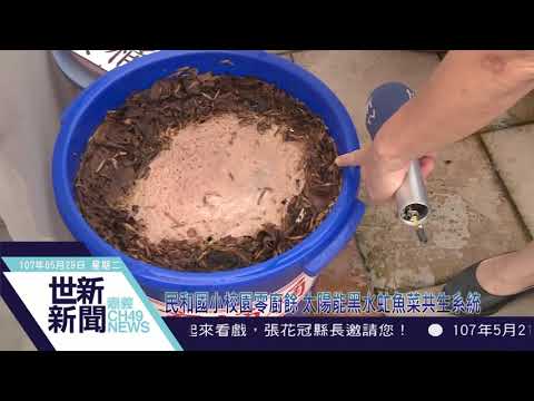 世新新聞 民和國小校園零廚餘 太陽能黑水虻魚菜共生系統 pic