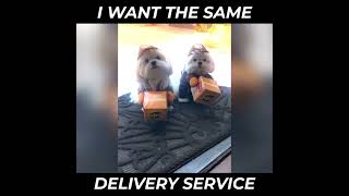 Video Of Delivery Dog That Moves So Well With His Packages Goes Viral