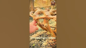 Turning a Dead Tree Root into a Masterpiece Table