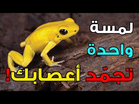 فيديو: هل الضفادع الخضراء سامة؟