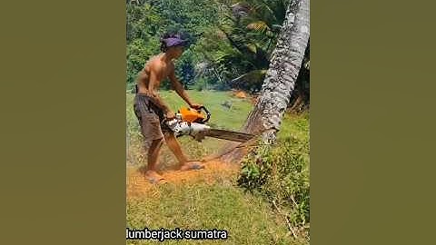wow!!! cutting down coconut trees is a great building material#chainsawman#chainsaw#wood#tree#cut