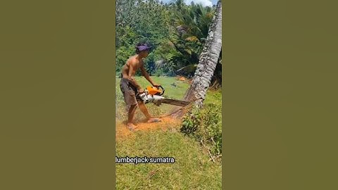 wow!!! cutting down coconut trees is a great building material#chainsawman#chainsaw#wood#tree#cut