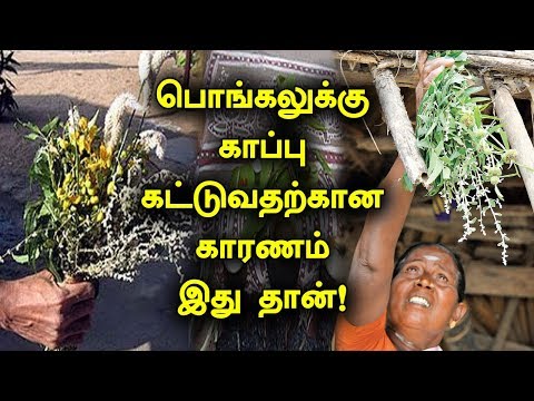 பொங்கல் விழாவிற்கு காப்பு கட்டுவது ஏன்? | Reason for Celebrating Pongal and Bhogi | Tamil Bells