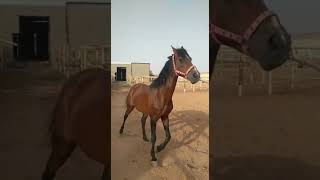 حصان فحل عربي-انجليزي حار Hot Arabian-English stallion horse