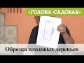 Голова садовая - Обрезка плодовых деревьев