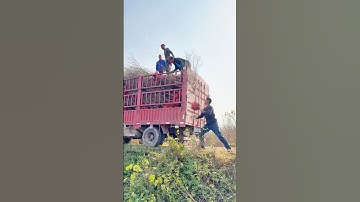 Incredible Teamwork! Loading the Truck Like Pros #farming #agriculture #skills #hardwork #satisfying