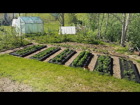 Видео: Как выращивать овощи на склоне холма
