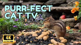 🌲 Cat TV Delight: Enchanting Squirrels, Chipmunks, Birds in Nature 🐱 | Zen Cat TV