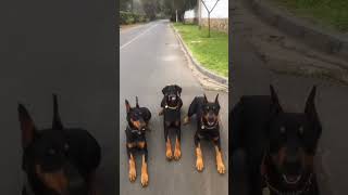 Doberman different type ear crop #doberman #doglover #dobermanplanet