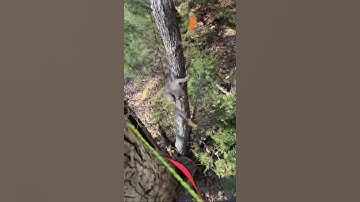 BOBCAT VS SQUIRREL 🤯