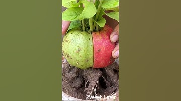 Unique Technique For Grafting Guava with Apple Fruit | Growing Guava with Apple Using Aloe Vera