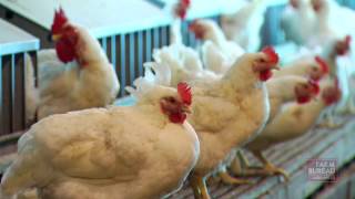England Farms produces hatching eggs