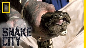 Massive Python Rescue | Snake City