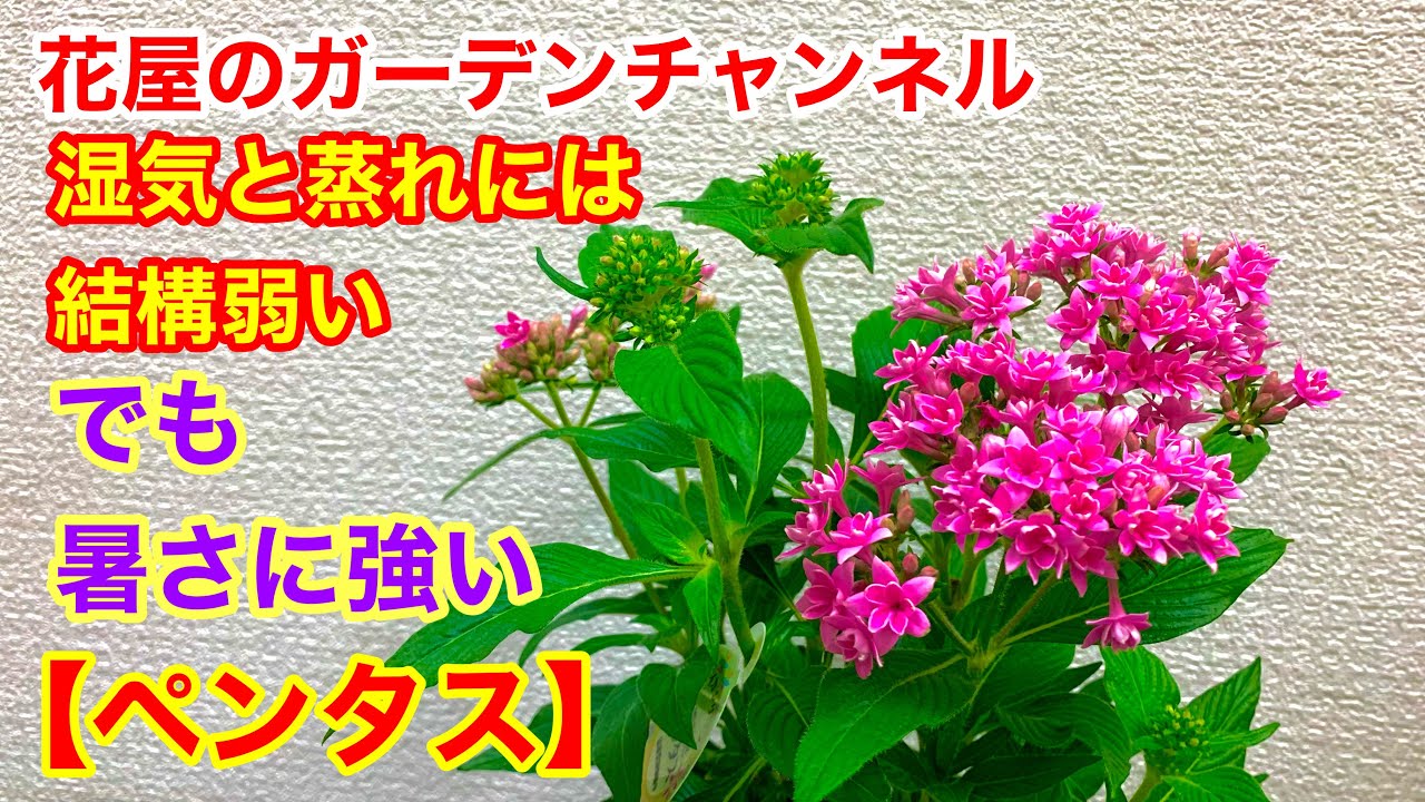 ペンタス】花屋が教える園芸知識 - YouTube