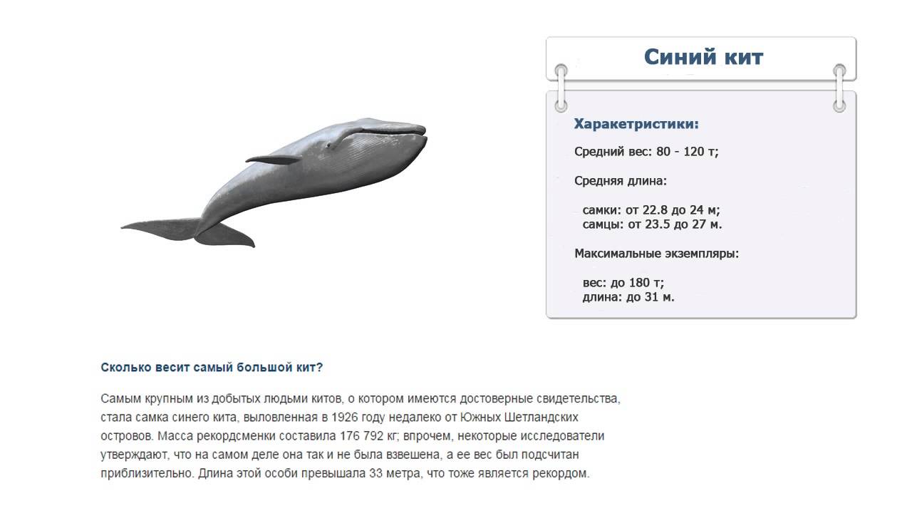 Физиологические признаки синего кита. Сколько весит кит. Сколько весит синий кит. Синий кит вес. Синий кит Размеры.