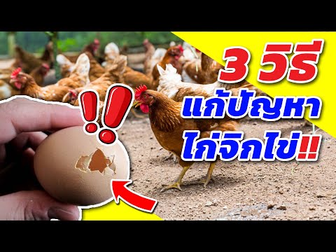 วีดีโอ: 3 วิธีป้องกันไก่ไม่ให้กินไข่ของตัวเอง
