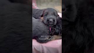 14 day old German Shepherd Puppies dreaming #germanshepherd #puppy #gsd #maine #love