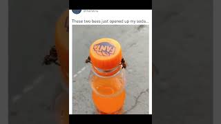 2 bee's open soda bottle #funnyvideos #comedy #trending #fyp #shorts #memes #viral #video screenshot 3