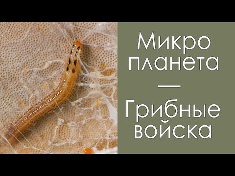 Почему грибы червивые? Клещи и последствия. Будет интересно.