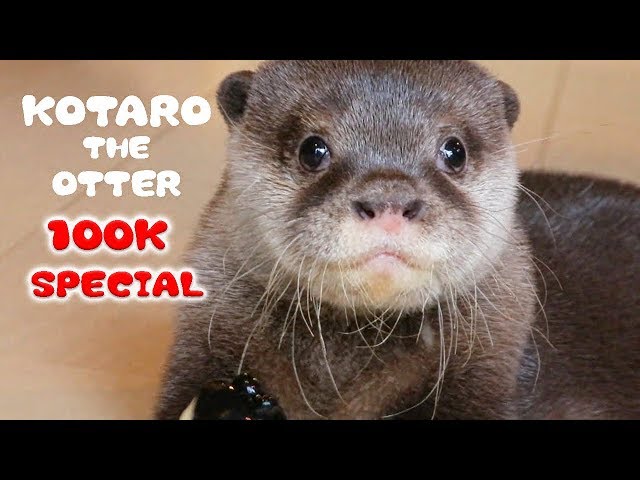 【10万人記念】カワウソコタローの名作を一気に見せます！赤ちゃん編　100K SUB SPECIAL! Kotaro the Baby Otter