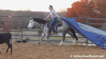 Lil Janie Cat - bridleless bouncy ball and tarp! - ValleyViewRanch.net