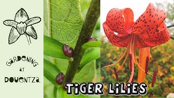 How to Propagate Tiger Lilies from Bulbils || Quick & Easy Guide