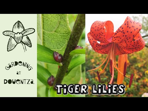 Wideo: Kwiaty lilii tygrysiej - jak hodować lilie tygrysie i pielęgnację lilii tygrysich