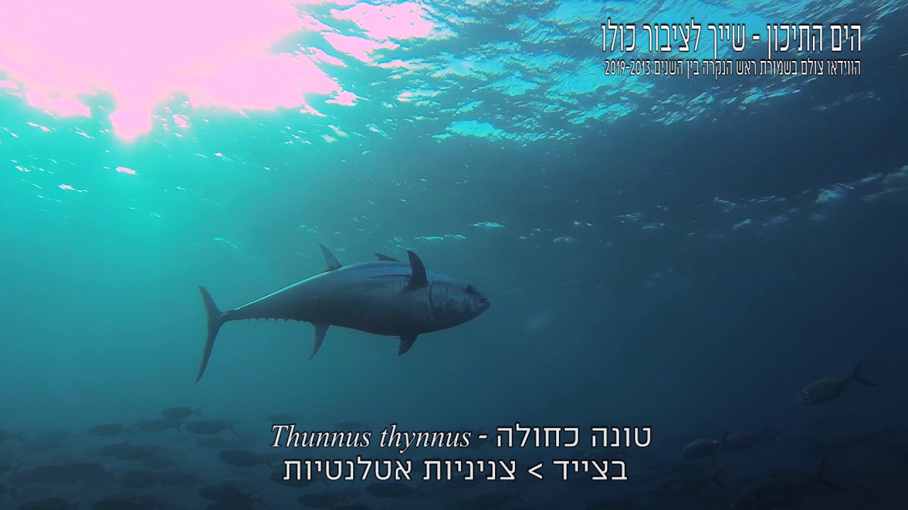 פרק שלישי - הדגים הטורפים בריף הישראלי - עושים חיים בשמורות הימיות בים התיכון