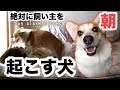 【笑う犬】飼い主を起こすコーギー Dog Waking up Owner