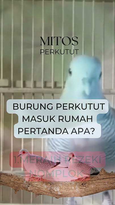 Burung Perkutut Masuk Rumah Pertanda Apa? Cek Mitosnya!