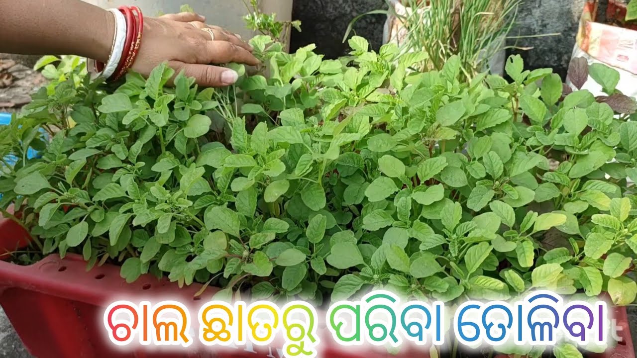 ଆଜି ଛାତରୁ କଣ ପରିବା ମିଳୁଛି ଦେଖିବା terrace garden harvest 