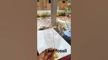 leaf fossil