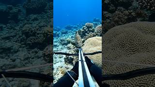 8Giant Fish Caught 😱 Underwater POV Archery (4K Real Encounter)