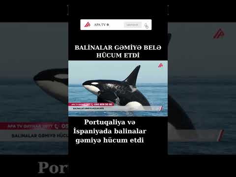 Portuqaliya və İspaniyada balinalar gəmiyə hücum etdi - APA TV #Shorts