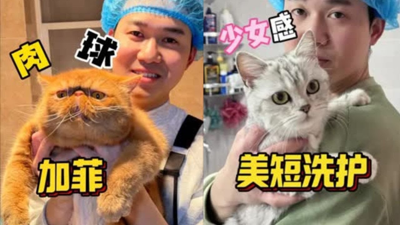 这美短长得也太甜了吧！ #洗澡  #宠物  #貓咪洗澡 #貓咪咬人 #惡貓 #上門洗貓 #寵物 #猫咪