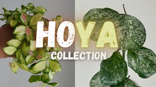 HOYA COLLECTION RANKING|| 48 SPLASHY, MINTY & VARIEGATED Varieties