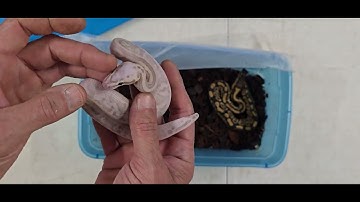 Ball Python Clutch 2025-33 Update 