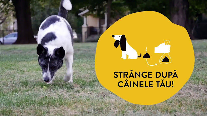 Strânge după câinele tău