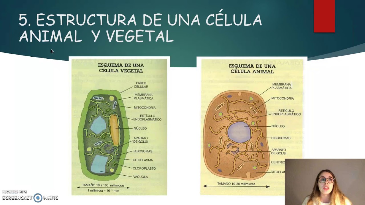 La Celula Es La Unidad Estructural De Los Seres Vivos - Compartir Celular