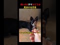 犬がゲイかどうか確かめる方法ｗｗ #short