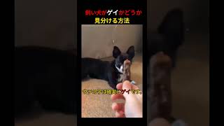 犬がゲイかどうか確かめる方法ｗｗ #short