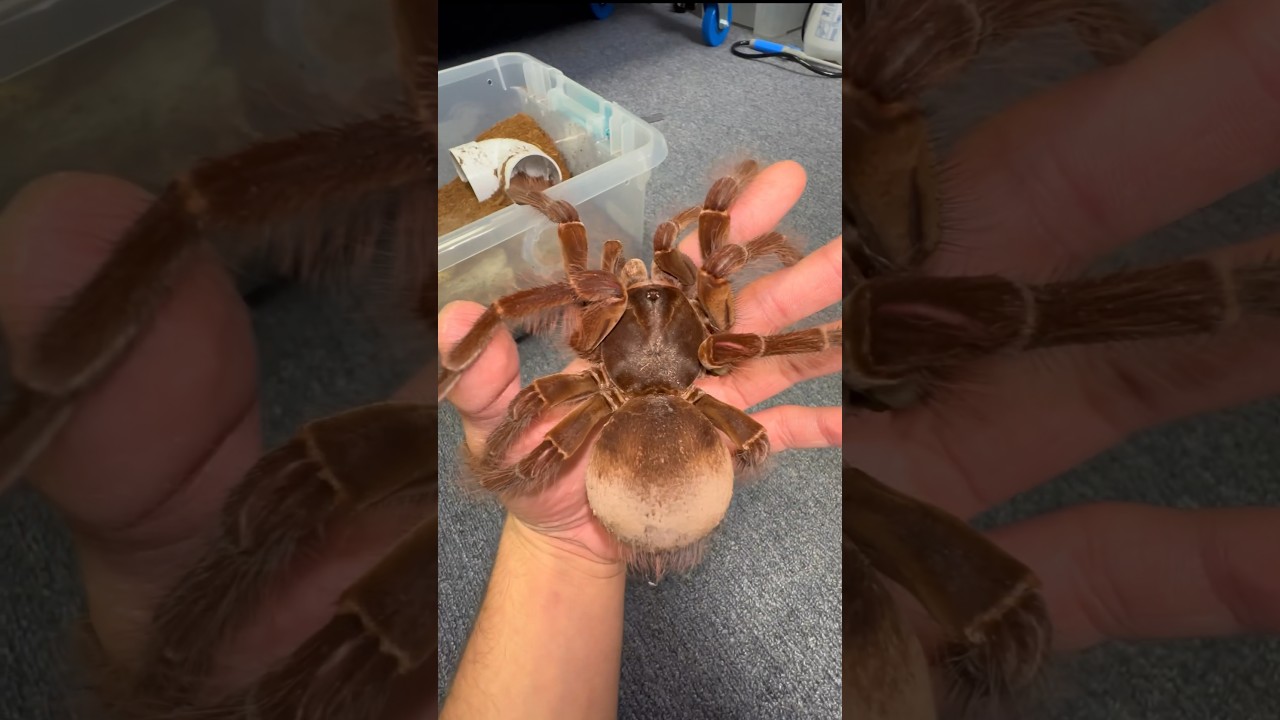 IT GREW INTO WHAT!?!? 😱