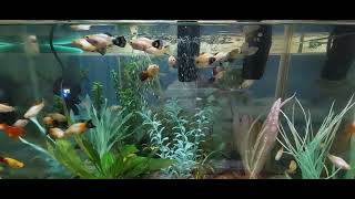 Relaxing Fish Aquarium Water Sound Molly 1HR ambience HD 4K