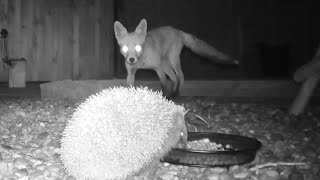 The Fox Leaves The Hedgehog In Peace To Enjoy His Meal In The Garden