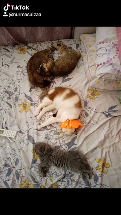 Bila anak² aktif malam main sudah subuh baru nak tidur. #catshorts #cat #catlovers