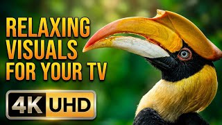 4K UHD Video for 4K TV | 4K Wildlife | 4K Relaxing