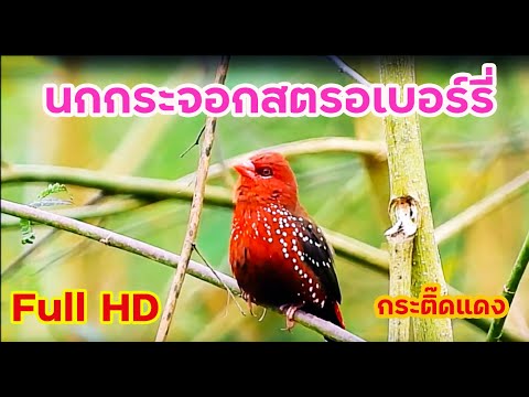 เสียงนกกระติ๊ดแดง (นกกระจอกสตรอเบอร์รี่) Red avadavat call #เสียงนก #bird